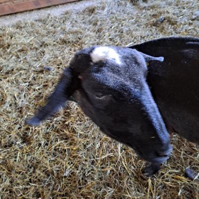 Avatar for Tabby Schaf🇺🇦❤️🖤