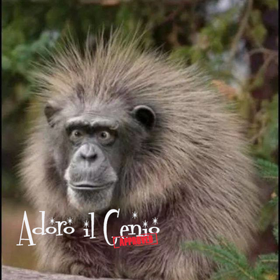 Avatar for Adoro il Genio :verified: