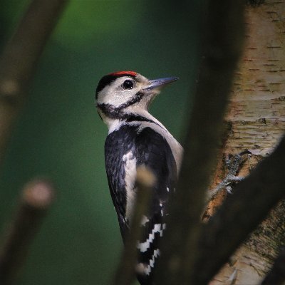 Avatar for Biodiv News