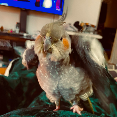 Avatar for Chillin’🌈🐕‍🦺🐈‍⬛🐈‍⬛🦜