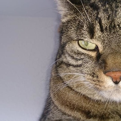 Avatar for Katzenfritze (Weresnail)