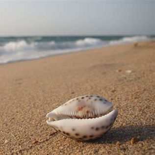 Avatar for fulanigirl has moved