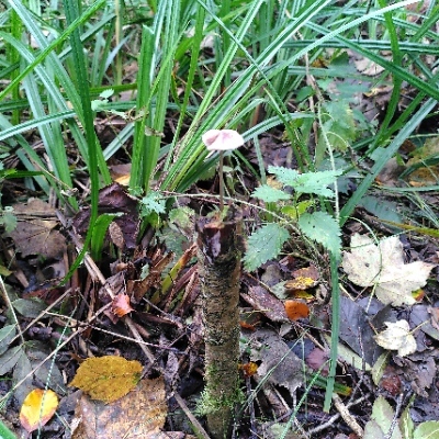 Avatar for Tom Storebø 🇵🇸🇵🇸🇵🇸🇵🇸🇵🇸