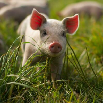 Avatar for Kapis 🇵🇸