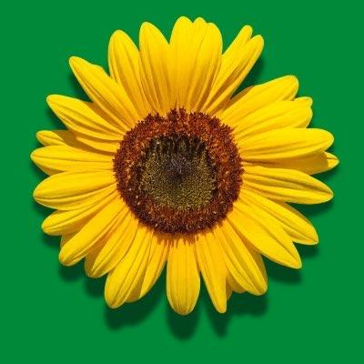 Avatar for DIE GRÜNEN Kaiserslautern