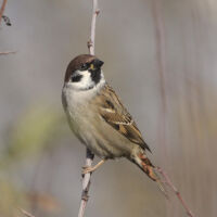 Avatar for Barbara Boysen