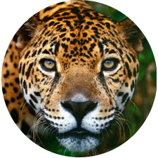 Avatar for Maya Alpizar :an3: