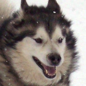 Avatar for Notxor :gnu: